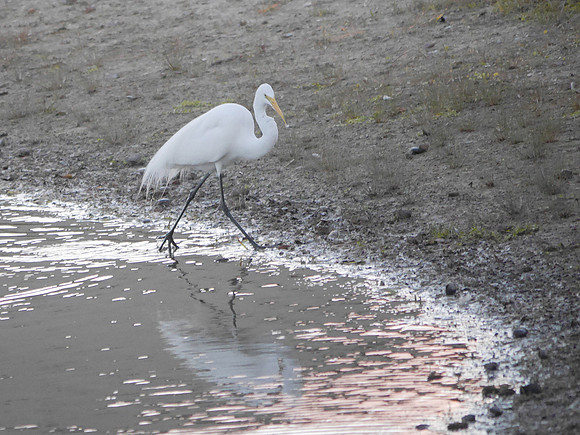 Great Egret, Boynton Beach FL
