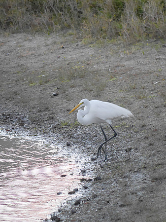 Great Egret, Boynton Beach FL
