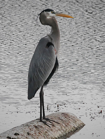 Great Blue Heron, Boynton Beach FL