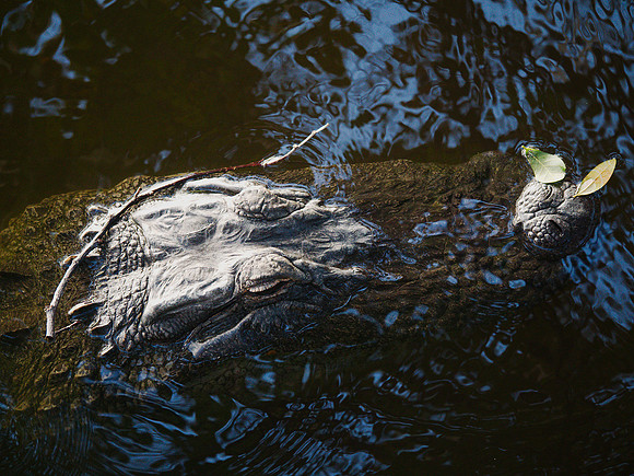 Alligator, Florida
