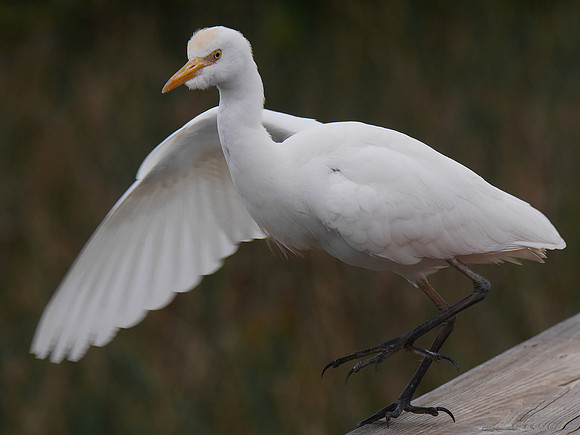 Cattle Egret, Florida