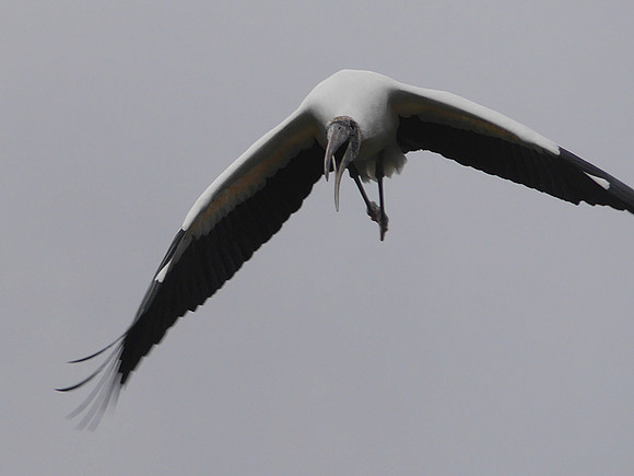 Wood Stork, Florida