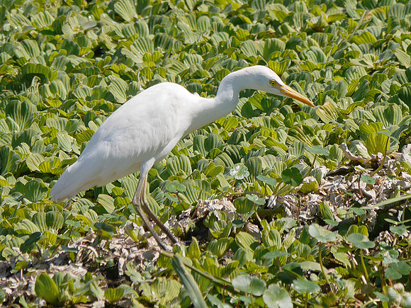 Cattle Egret, Wakodahatchee FL