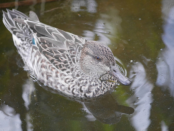 Blue-Winged Teal Wakodahatchee FL