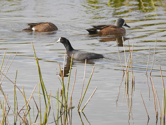 American Coot and Blue-Winged Teal, Wakodahatchee FL