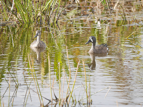 Blue-Winged Teal Wakodahatchee FL