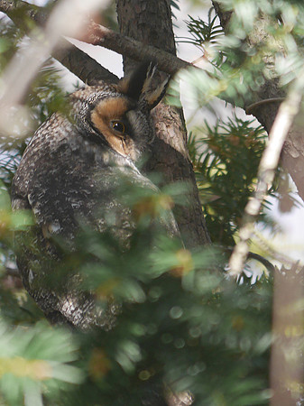 Long-Eared Owl, Central Park