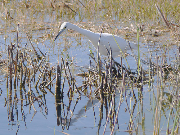LIttle Blue Heron, Loxahatchee NWR