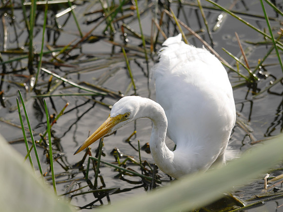 Great Egret, Green Cay