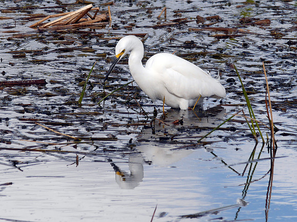 Snowy Egret, Greek Cay