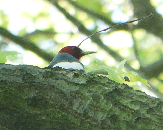 Red-Headed Woodpecker, Central Park