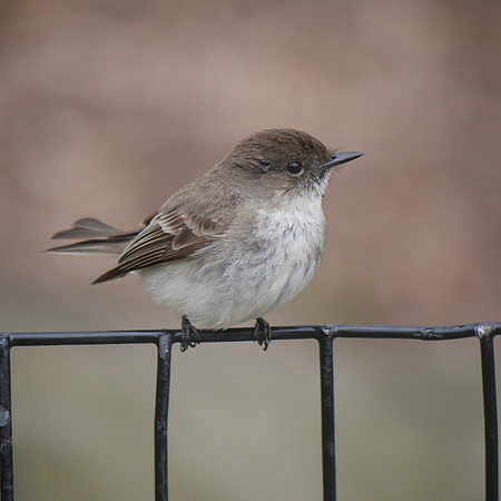 Eastern Phoebe, Central Park
