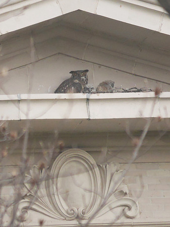 Great Horned Owls, Bronx NY
