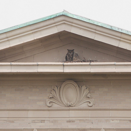 Great Horned Owls, Bronx NY