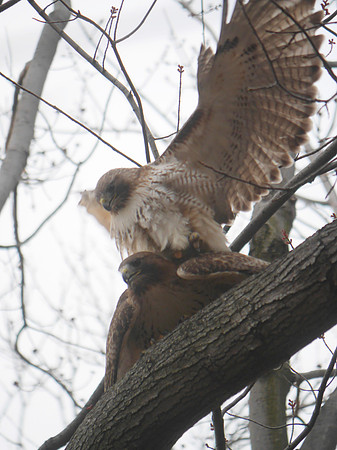Red-Tailed Hawks mating, Central Park