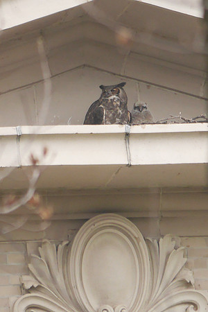 Great Horned Owls, Bronx NY
