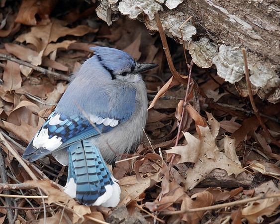 Blue Jay, Cenral Park