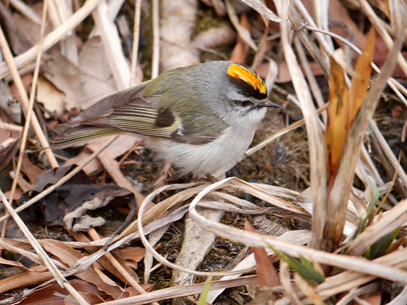 Golden-Crowned Kinglet, Central Park