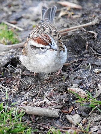 Chipping Sparrow, Central Park