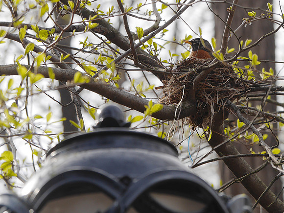 Robin on nest, Central Park