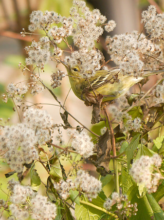Blackpoll Warbler, Central Park
