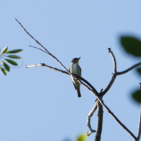 Olive-Sided Flycatcher, Azalea Pond