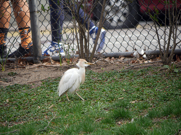 Cattle Egret, Penn South, Manhattan