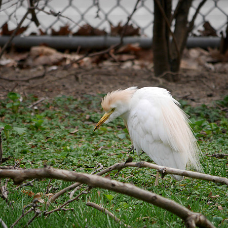 Cattle Egret, Penn South, Manhattan