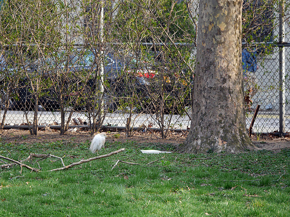 Cattle Egret, Penn South, Manhattan