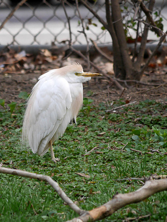 Cattle Egret, Penn South, Manhattan