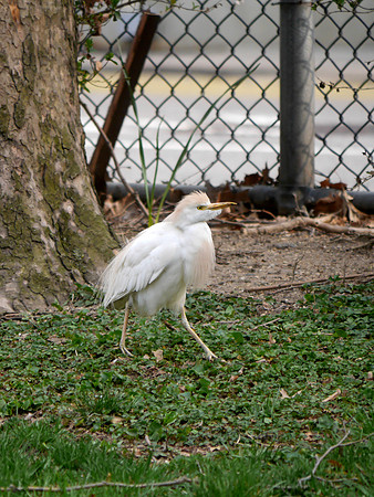 Cattle Egret, Penn South, Manhattan