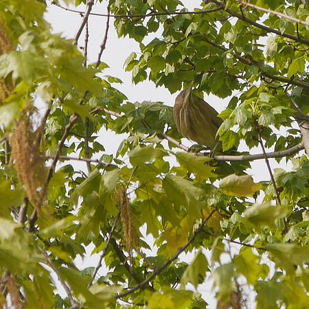 Least Bittern, Central Park