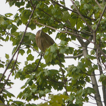 Least Bittern, Central Park