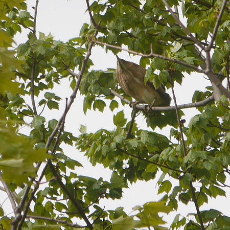 Least Bittern, Central Park