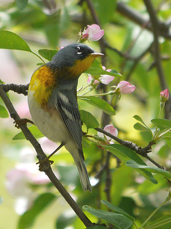 Northern Parula, Central Park