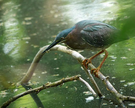 Green Heron, Azalea Pond, Central Park