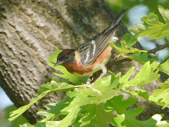 Bay-Breasted Warbler, Central Park