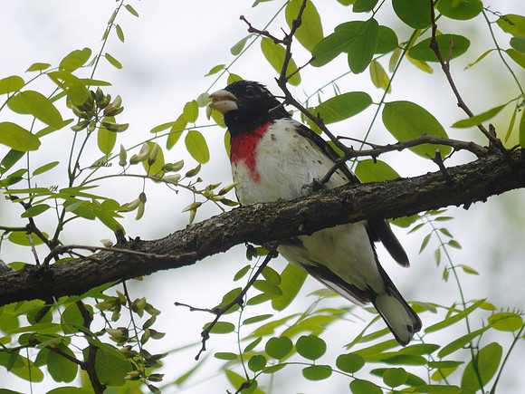 Rose-Breasted Grosbeak, Central Park
