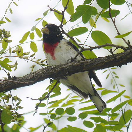 Rose-Breasted Grosbeak, Central Park