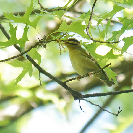 Worm-Eating Warbler, Central Park
