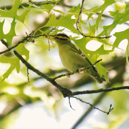 Worm-Eating Warbler, Central Park