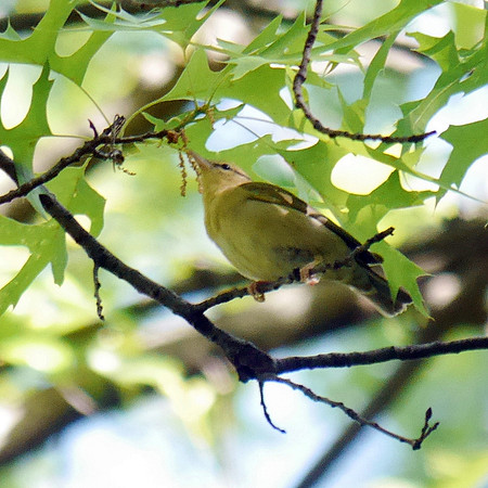 Worm-Eating Warbler, Central Park