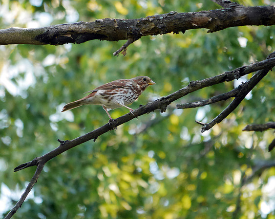 Fox Sparrow, Central Park