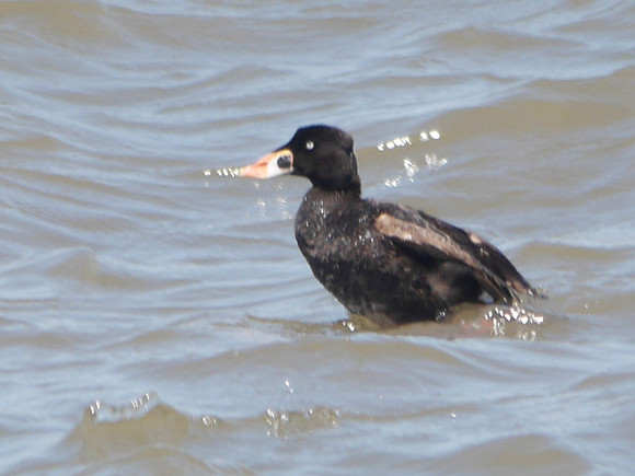 Surf Scoter, Governor's Island