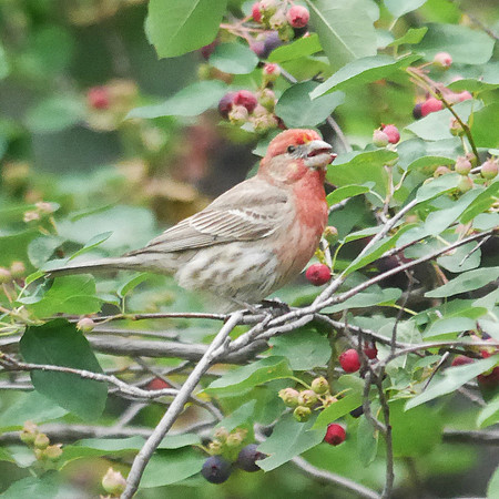 House Finch, Central Park
