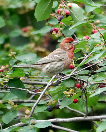 House Finch, Central Park