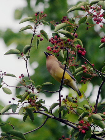 Cedar Waxwing, Central Park