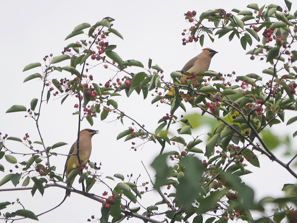 Cedar Waxwings, Central Park