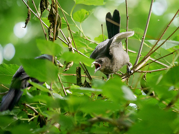 Grackle fledgling, Central Park