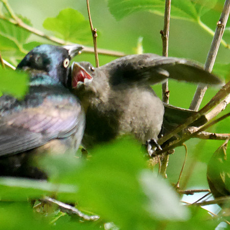 Grackle fledgling, Central Park